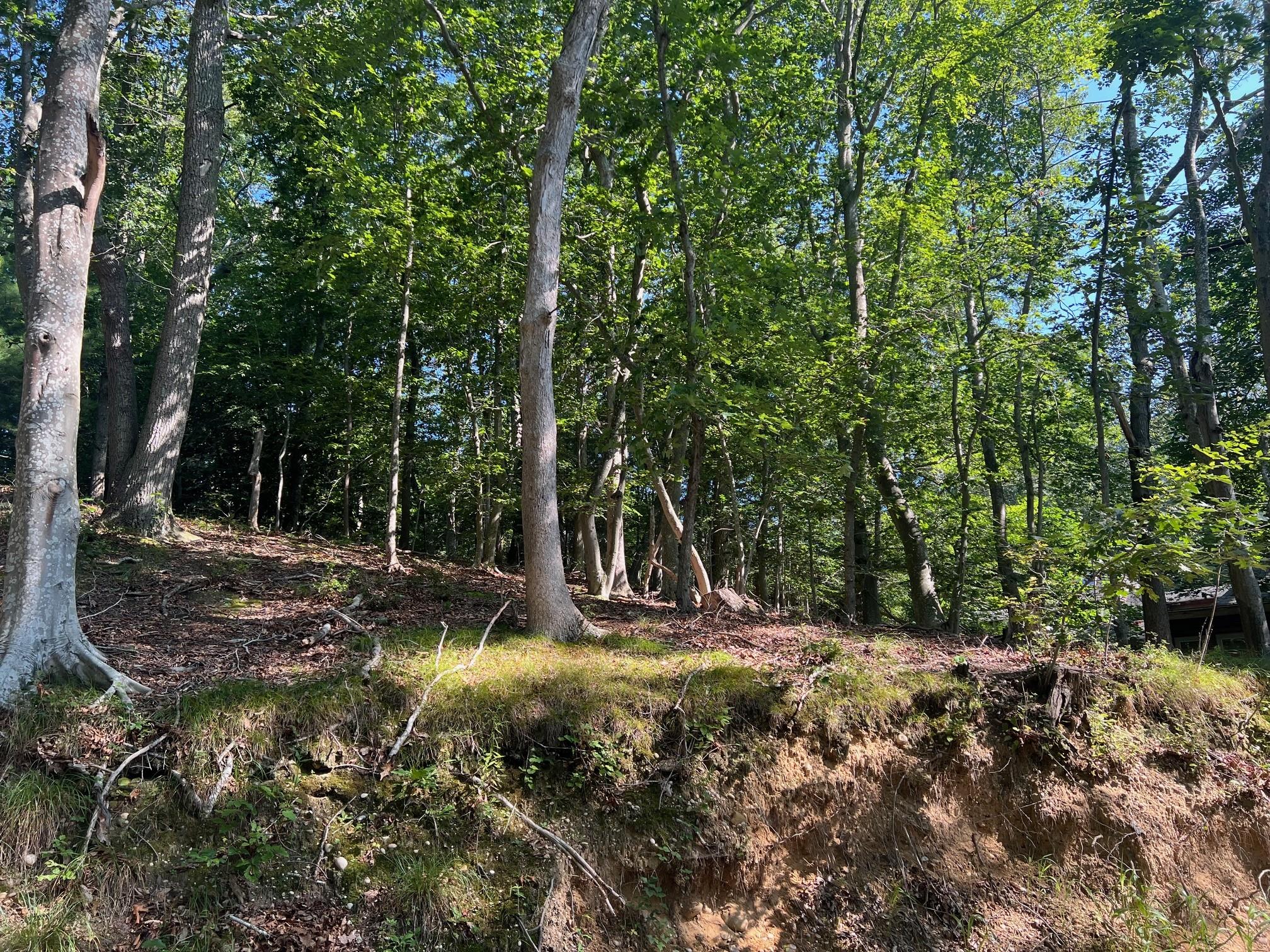 Fern, Riverhead